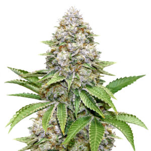Семена сорта Bruce Banner #3 Fast fem (Original Sensible Seeds)