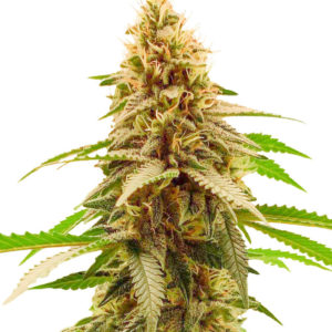 Семена сорта Cherry Pie fem (Advanced Seeds)
