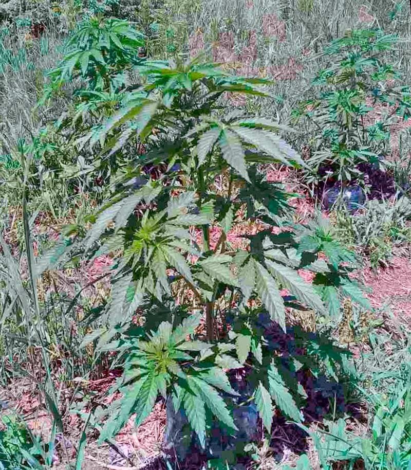 Семена сорта Sweet Skunk F1 Fast Version fem (Sweet Seeds) — изображение 2