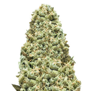 Семена сорта Monster Girl Scout Cookies fem (Monster Genetics)