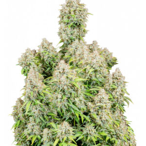 Семена сорта Original Cinderella Auto fem (FastBuds)
