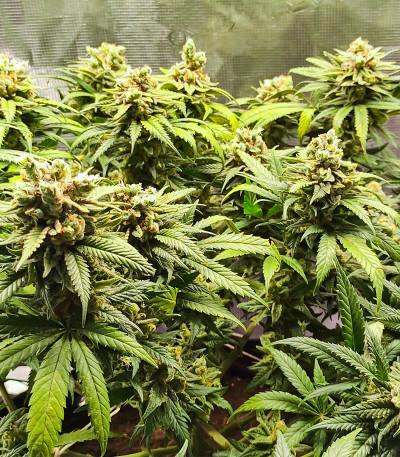 Dozy Whale fem (AlphaFem Seeds) семена конопли — изображение 5