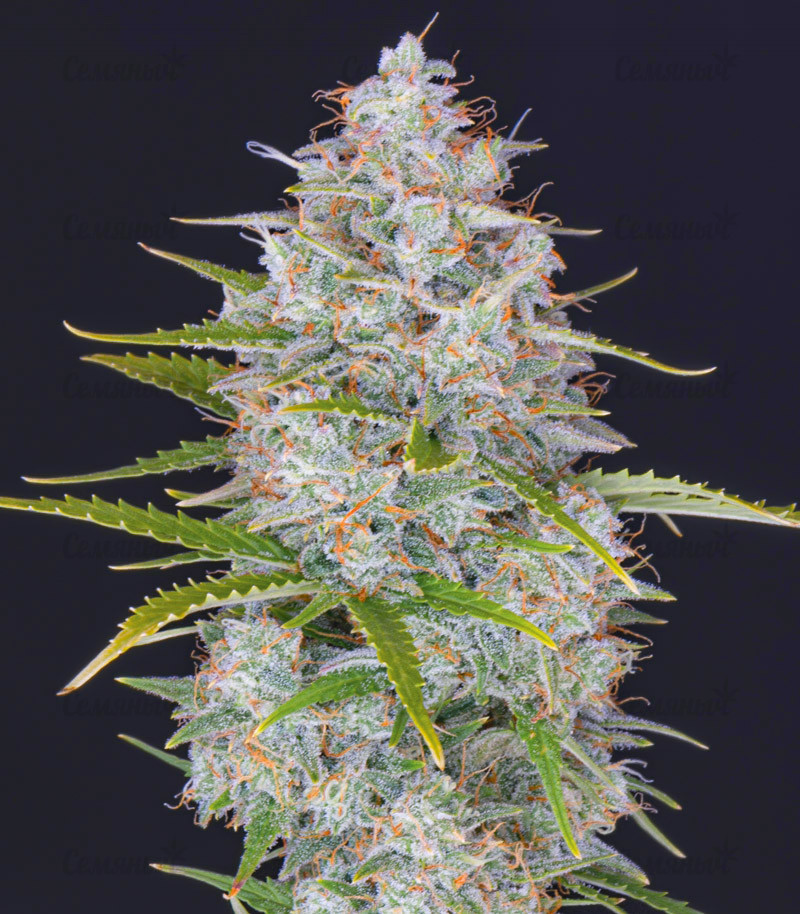 Stardawg auto (FastBuds) семена конопли — изображение 6