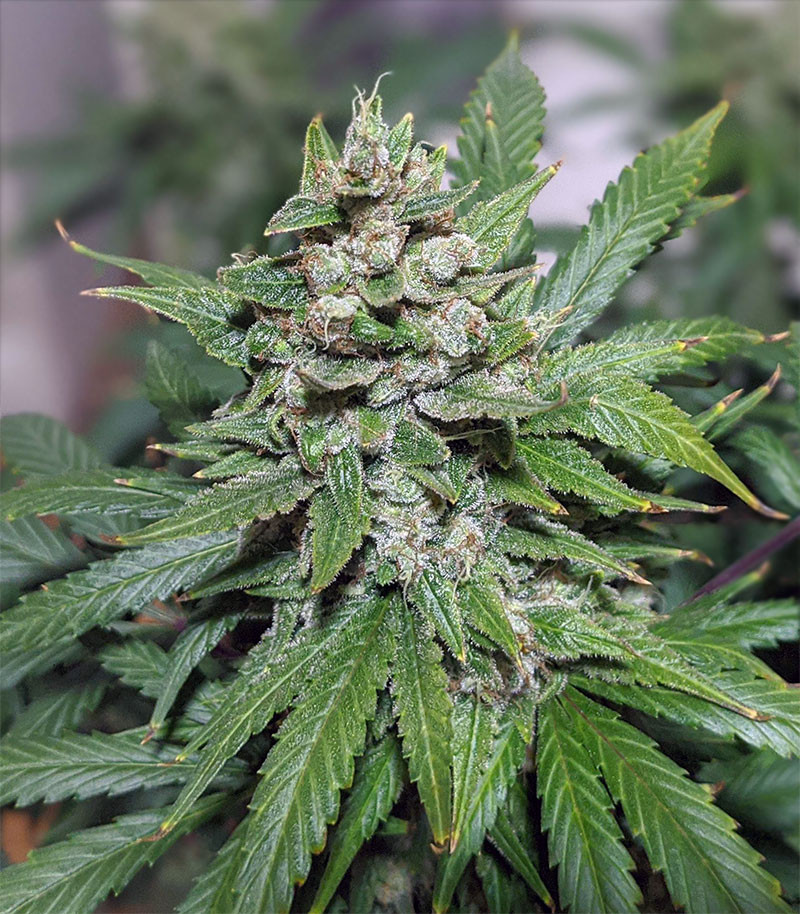 Gelato Auto fem (FastBuds) семена конопли — изображение 6