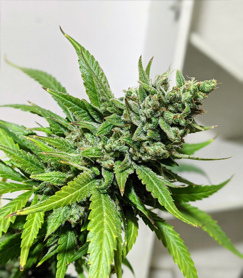 Gelato Auto fem (FastBuds) семена конопли — изображение 7