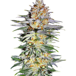 Семена сорта Alpha 21 fem (AlphaFem Seeds)