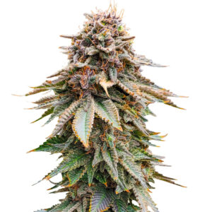 Семена сорта Blackberry Moonrocks fem (AlphaFem Seeds)