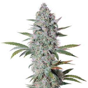 Семена сорта Bruce Banner Auto fem (Cali Buds Seeds)