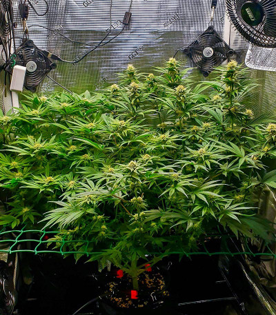 Tropicana Cookies FF fem (FastBuds) семена конопли — изображение 3