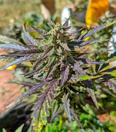 Mint Jelly Auto fem (Humboldt Seed Company) семена конопли — изображение 5