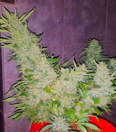 Za-Za OG fem (Herbies Seeds) семена конопли — изображение 4