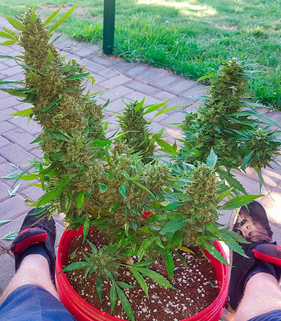 Za-Za OG fem (Herbies Seeds) семена конопли — изображение 5
