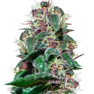 Ayahuasca Purple fem (Barney's Farm) семена конопли
