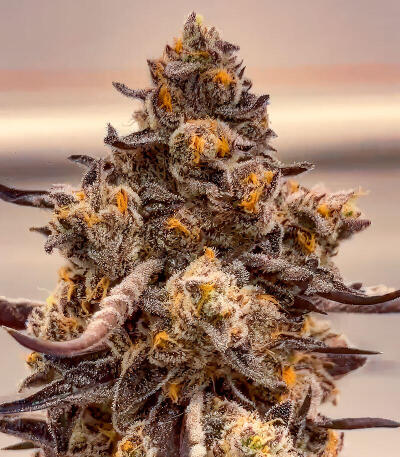 Mellowz fem (Compound Genetics) семена конопли — изображение 2