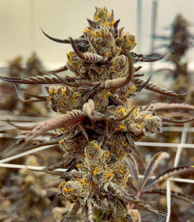 Mellowz fem (Compound Genetics) семена конопли — изображение 3