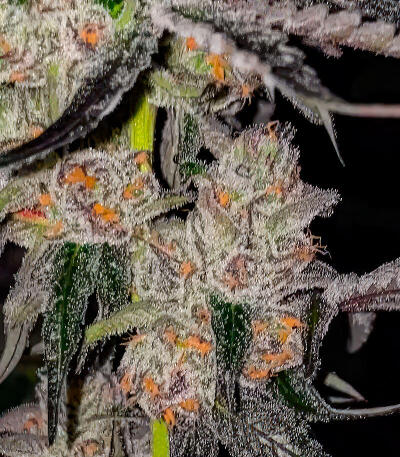 Mellowz fem (Compound Genetics) семена конопли — изображение 4