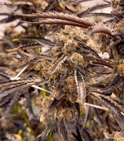 Mellowz fem (Compound Genetics) семена конопли — изображение 5
