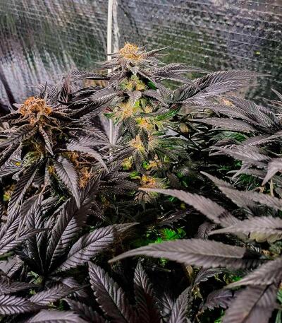 Punchberry Cookies RBX fem (Ethos Genetics) семена конопли — изображение 3